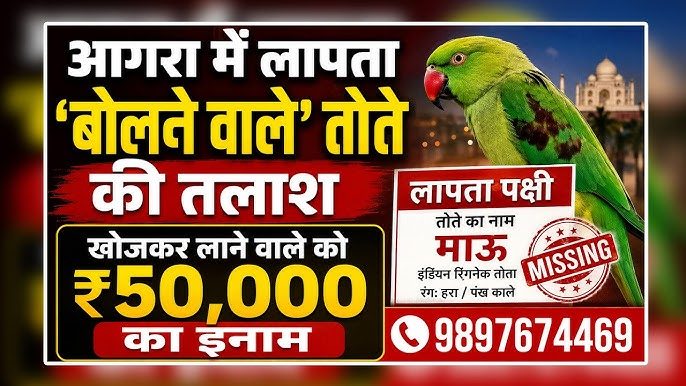 आगरा में बोलने वाले तोते की तलाश जारी ढूंढने वाले व्यक्ति को मिलेगा 50 हजार का इनाम